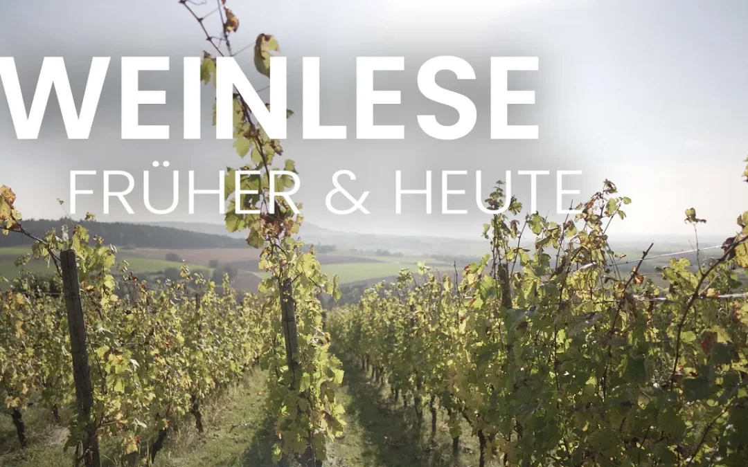 Weinlese – Früher & Heute