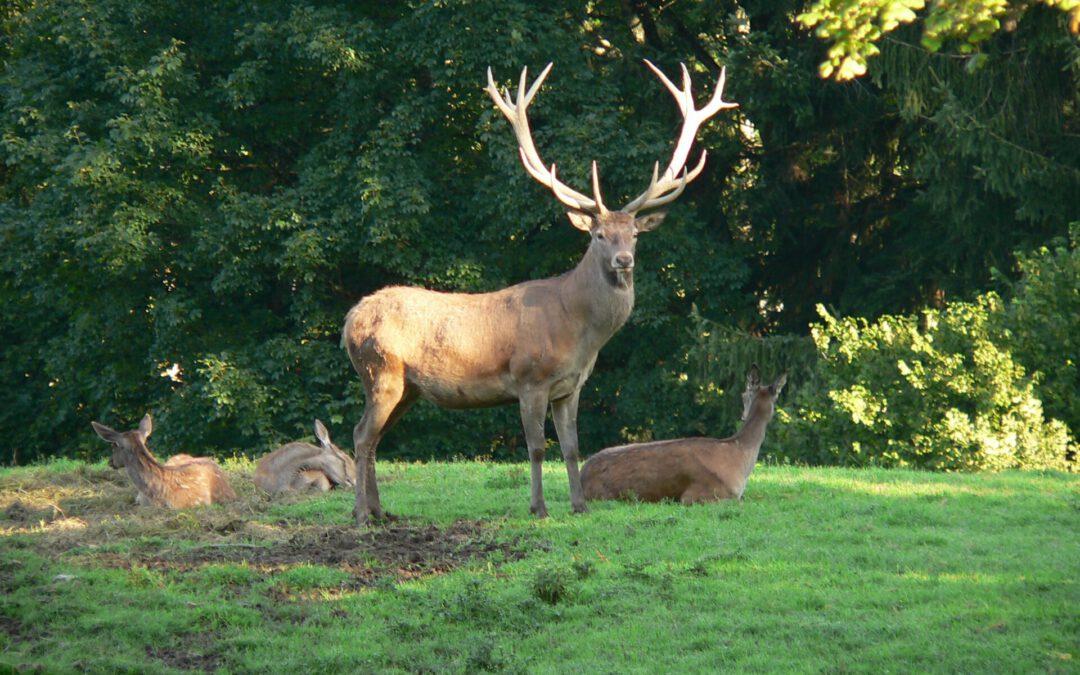 Zur Hirschbrunft in den Odenwald